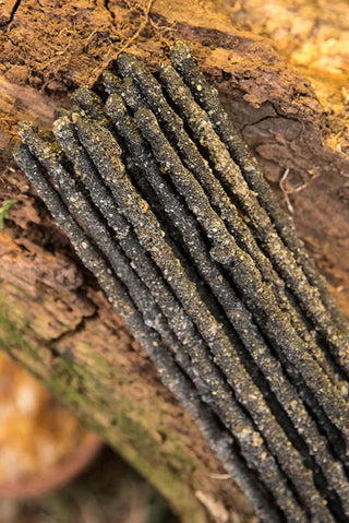 Olibanum (Frankincense) Incense